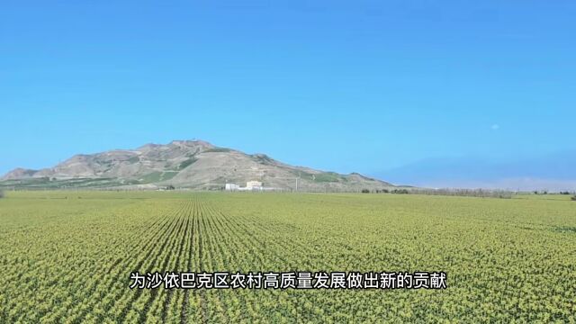 沙依巴克区生态农业添彩美好生活