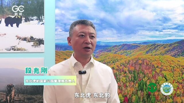 一线采访|东北虎豹国家公园:建设全球珍稀濒危野生动物保护样板区