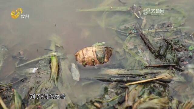 生姜极度不耐涝,水分调控要把握好正负调控,既要浇水又要排水