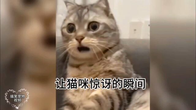 盘点让猫咪惊讶的瞬间