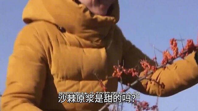 沙棘原浆是甜的吗?