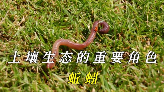 蚯蚓:土壤生态系统中不可或缺的重要生物