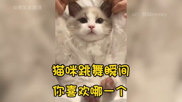 盘点猫咪跳舞瞬间,到底是喵星人厉害,还是背后的主人#可爱到爆炸