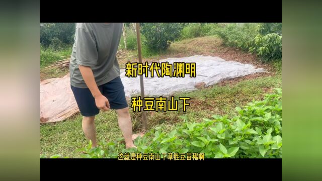 现代陶渊明,种豆南山下