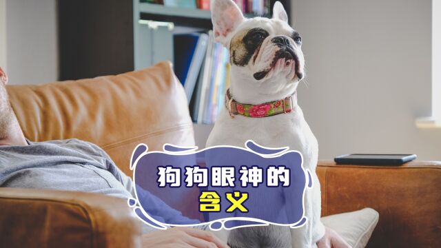 狗狗不同眼神的含义,你看透它了吗?