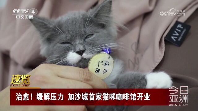 治愈!缓解压力 加沙城首家猫咪咖啡馆开业