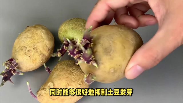 土豆保存其实很简单!老农教你3招,土豆久放不坏,不长芽不变绿