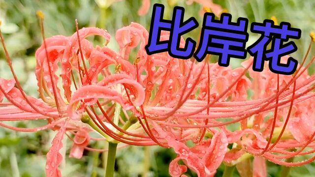 红花石蒜,比岸花