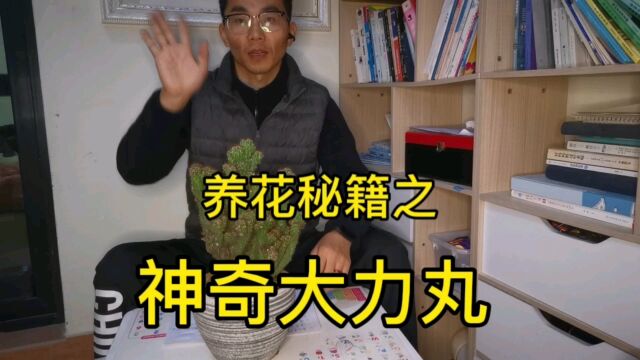 养花武功秘籍之第四式“神奇大力丸”让你的花不在难养