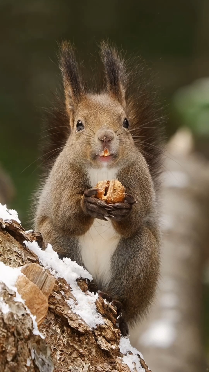 这只松鼠正在享受它的美食
