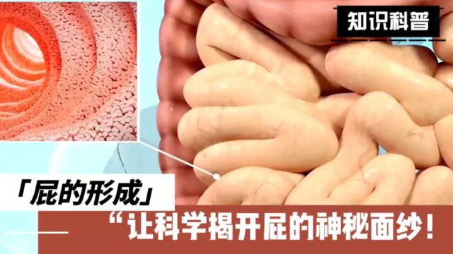 屁是如何形成的?让科学揭开屁的神秘面纱!