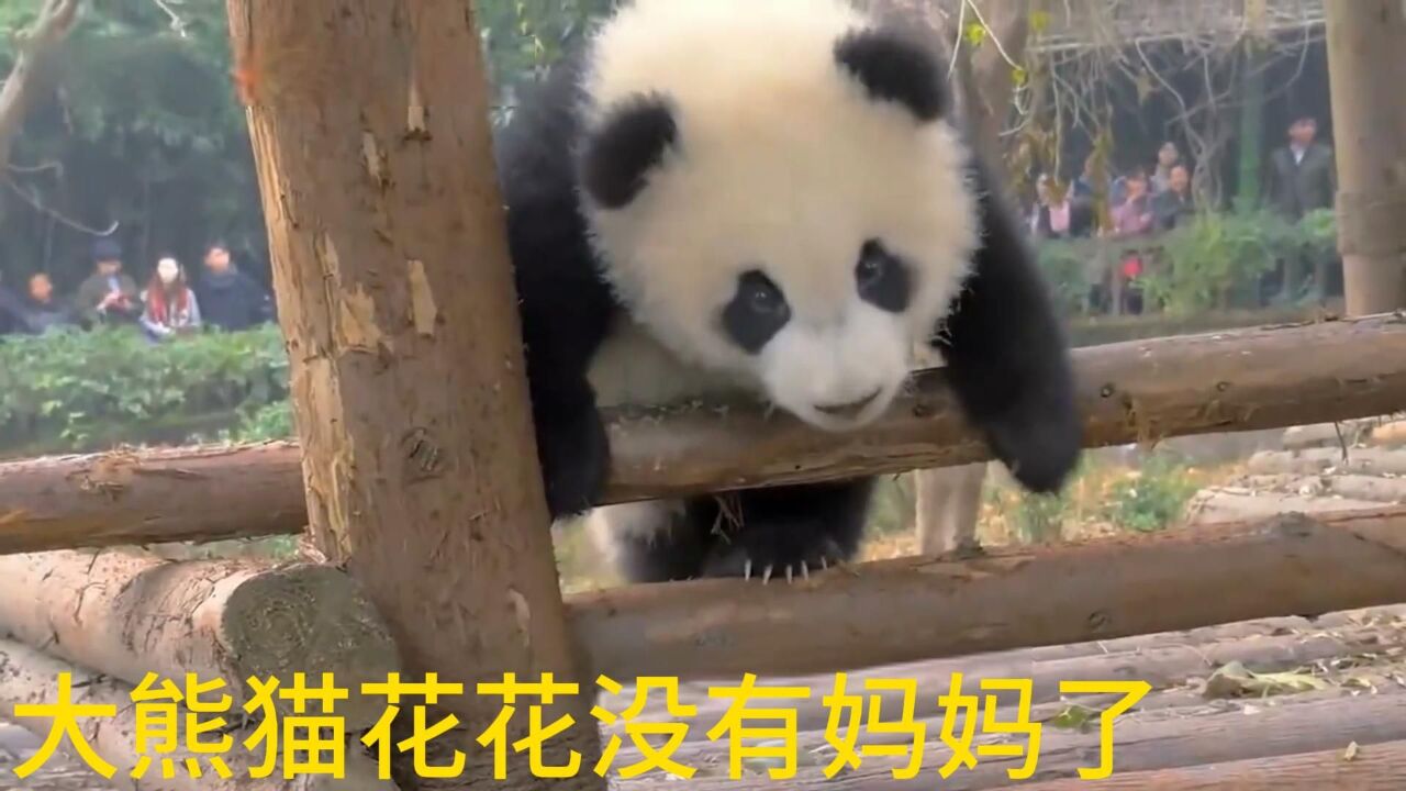 大熊猫花花了_高清1080P在线观看平台_腾讯视频