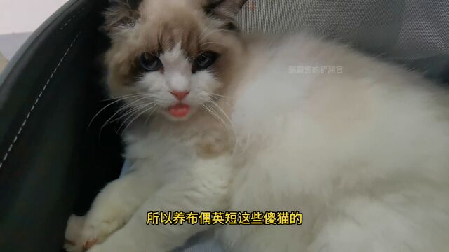 主人喂猫吃淡水生鱼惹争议,难道猫不能吃鱼?