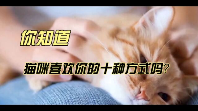 你知道,猫咪喜欢你的十种方式吗?