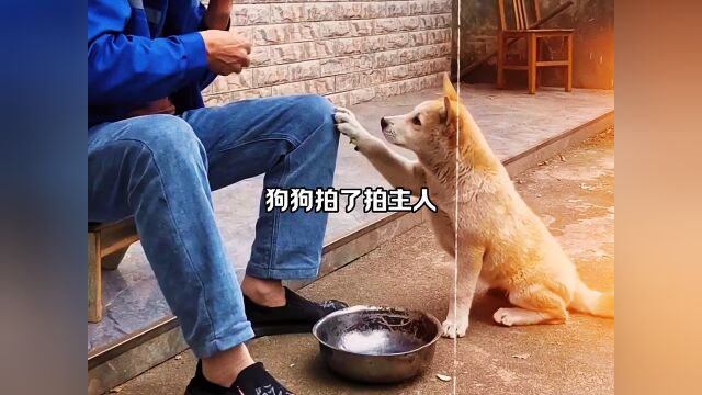 可爱的狗子