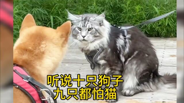 听说十只狗子有九只都怕猫,这是真的吗?