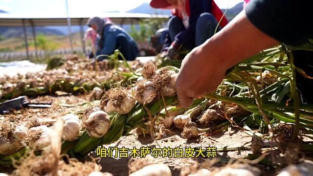 吉木萨尔白皮大蒜中国四大名蒜之一!春种秋收!填补了大蒜的季节空白!