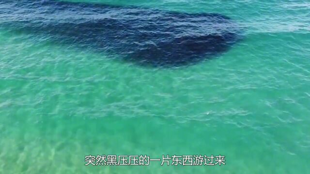 一群人在海里游泳,突然一片黑压压的东西游过来,吓得连忙跑上岸