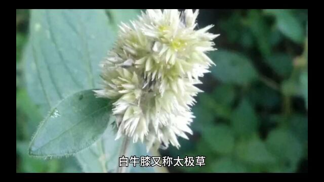 中药白牛膝