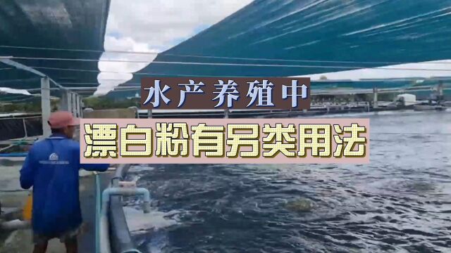 水产养殖中,漂白粉有另类用法!今天就跟你揭露!