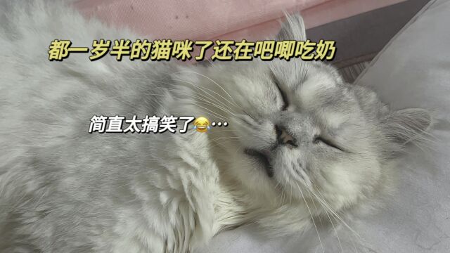 都这么大的猫咪了还像小猫一样吸奶,真的是太搞笑了