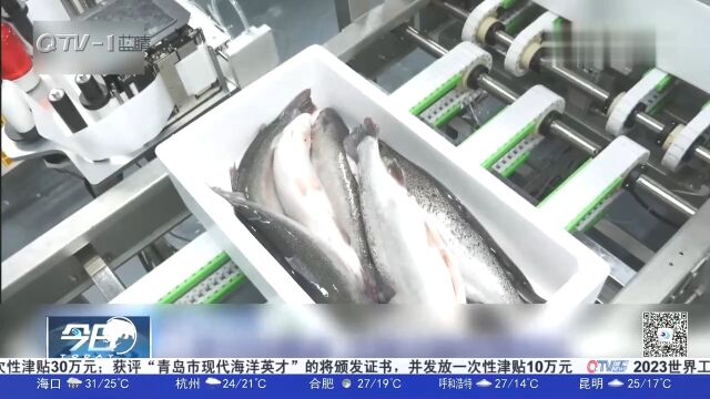 新疆“海鲜”大丰收!科技赋能让天山产出三文鱼