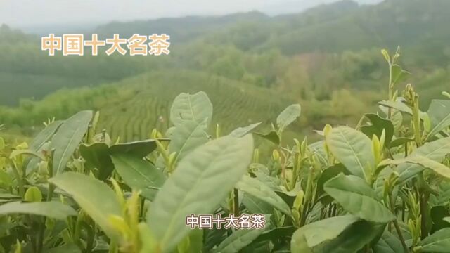 中国十大名茶:色、香、味、形俱佳