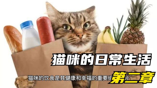 猫咪的饮食与营养