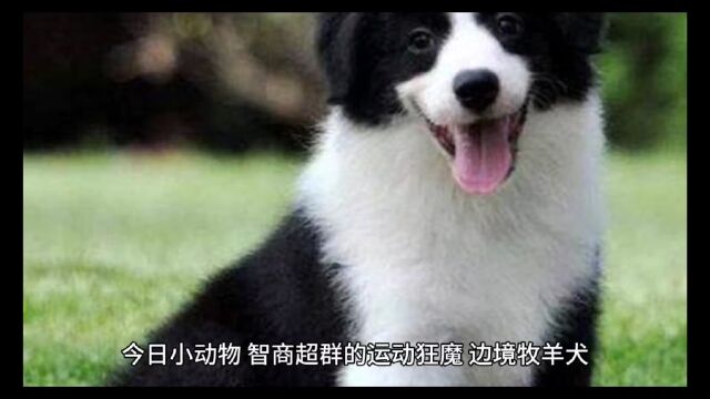 边境牧羊犬: 智商超群的运动狂魔