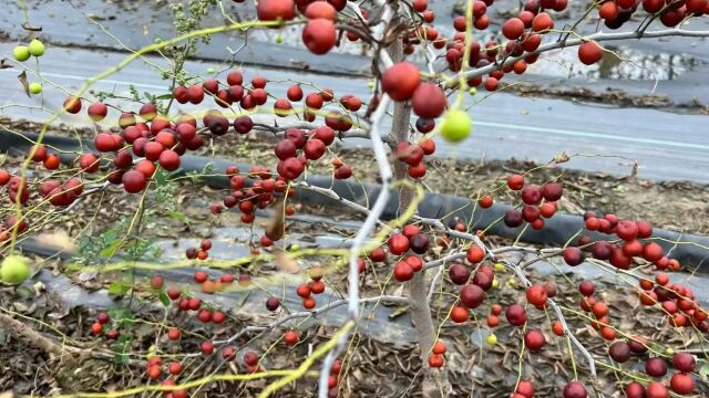 药用酸枣树苗:鲁酸系列品种特点与栽植建议