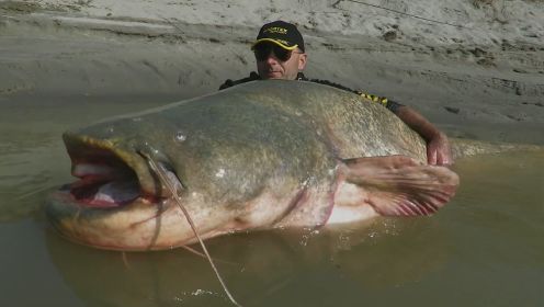 巨型鲶鱼食量巨大，不仅会吃掉小动物，有时甚至会袭击人类
