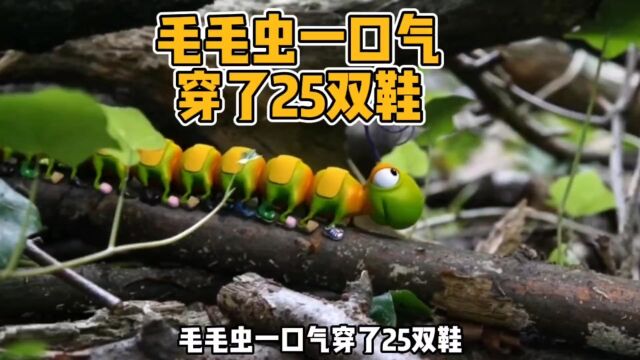 毛毛虫一口气穿了25双鞋子