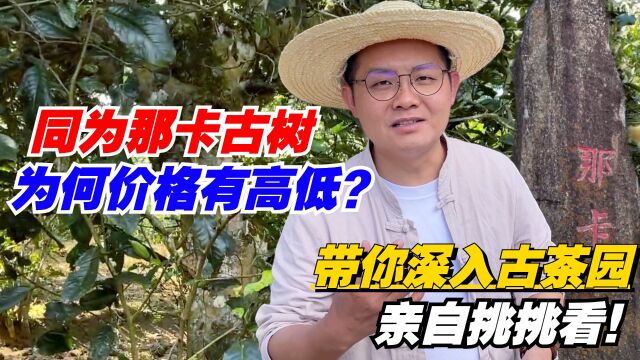 普洱茶:同为那卡古树,为何价格有高低?老高带你深入古茶园亲自挑挑看!