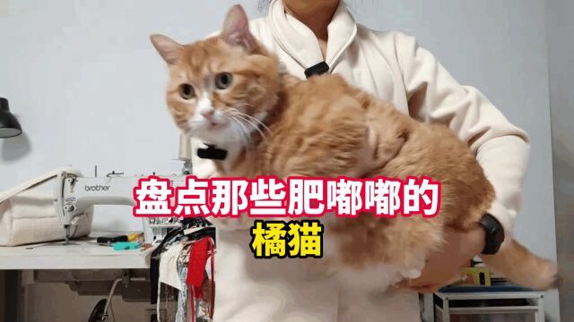 这些肥嘟嘟的橘猫,让人又气又好笑!