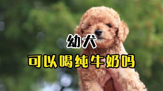 幼犬可以喝纯牛奶吗?