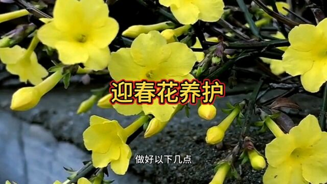 入冬后迎春花如何养护?