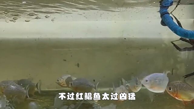 曾供不应求的红鲳鱼,为何如今却沦为“垃圾鱼”?它是不好吃吗? 3