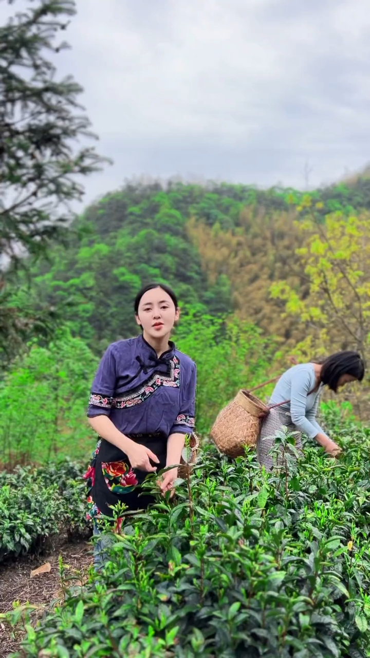 春光不负采茶人,一芽一叶一抹香,一人一篓采茶忙山里姑娘采茶我的乡村