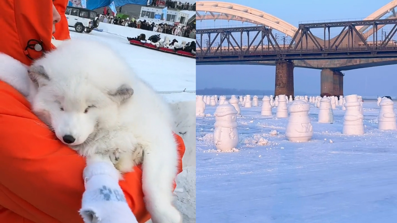 白狐都出来接客了哈尔滨讨好型市格实锤大雪人铺满松花江