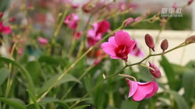 河北任丘:“花经济”铺就“致富路”