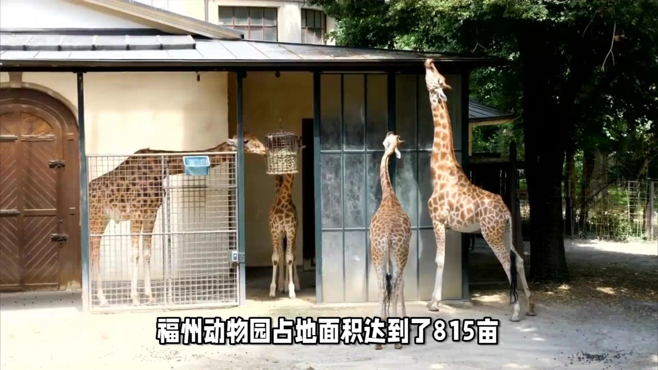 福州動物園在哪裡與超能動物親密互動領略驚人的自然奇觀