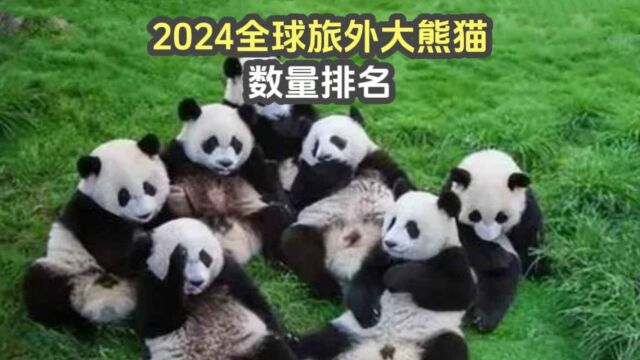 2024最新全球旅外大熊猫数量排名,看看国宝都去了哪些国家