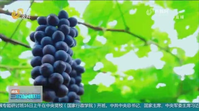 莱西:大数据、人工智能、5G赋能,现代农业插上“智慧的翅膀”