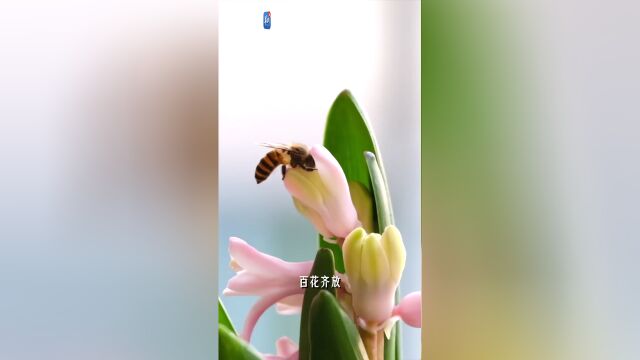 雀仔花图片大全图片