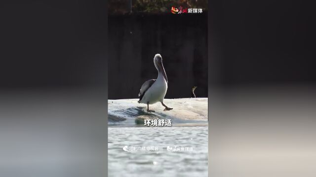 百姓看联播丨罕见九只大嘴鸟现身涞源湖