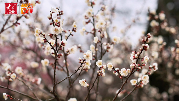 争春!中山公园抢先绽放的是它,小红屋前的这棵杏梅