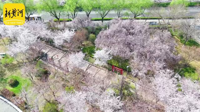 济南滨湖广场700余株樱花竞相绽放新黄河镜相