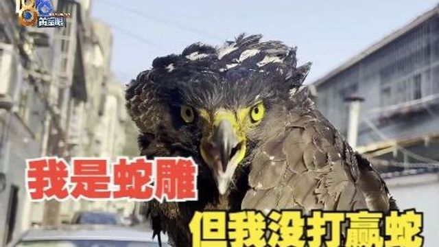 【1818黄金眼】蛇雕和蛇缠斗,输了?