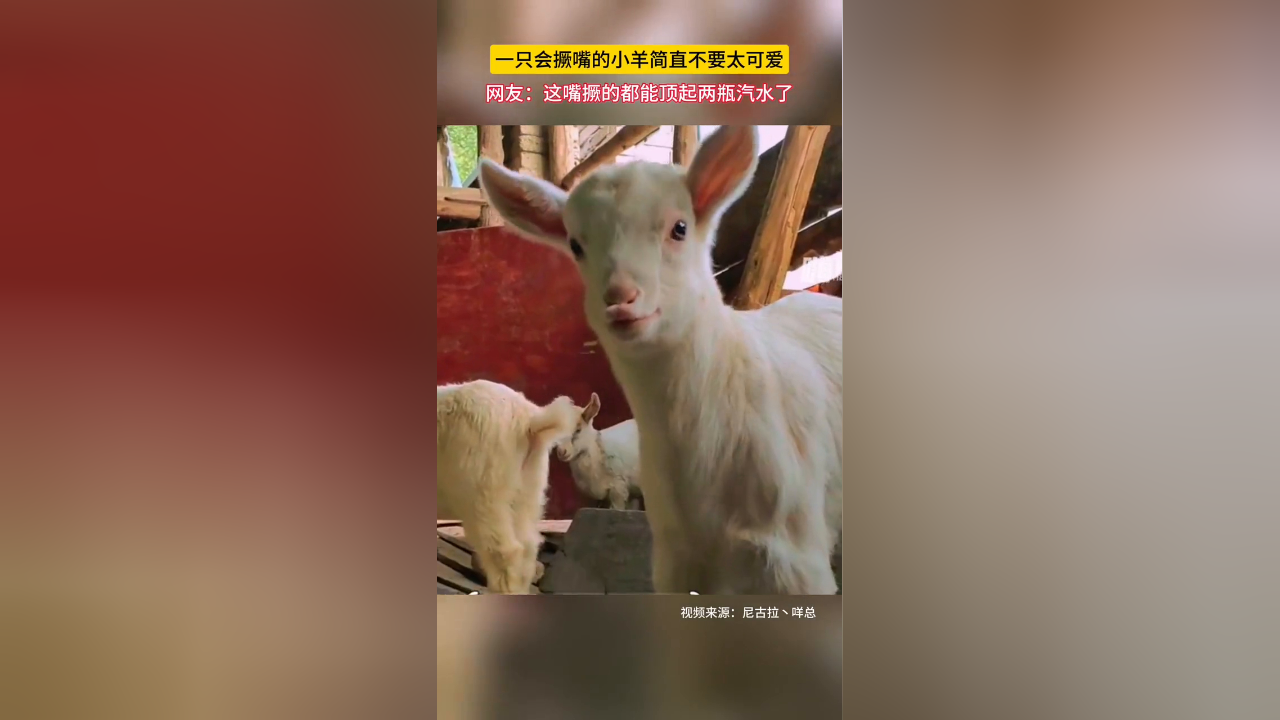 一只会撅嘴的小羊简直不要太可爱!