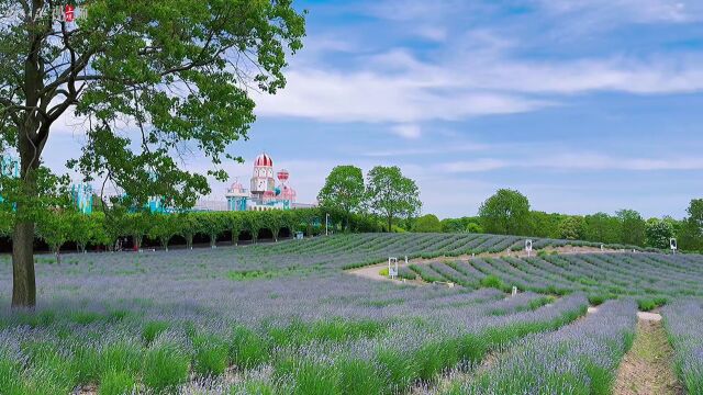 薰衣草最佳赏花期来了,上海薰衣草节推出潮流音乐"公园 "系列活动